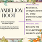 Dandelion Root - Mama Goddess Crystals N More